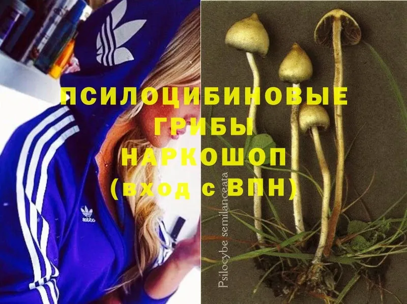 Псилоцибиновые грибы Magic Shrooms  Трубчевск 